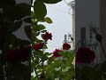 昨日の雨で薔薇も元気になりました♪武道は生涯続けるもので、教えはけっして無理な事は絶対要求してはいない。