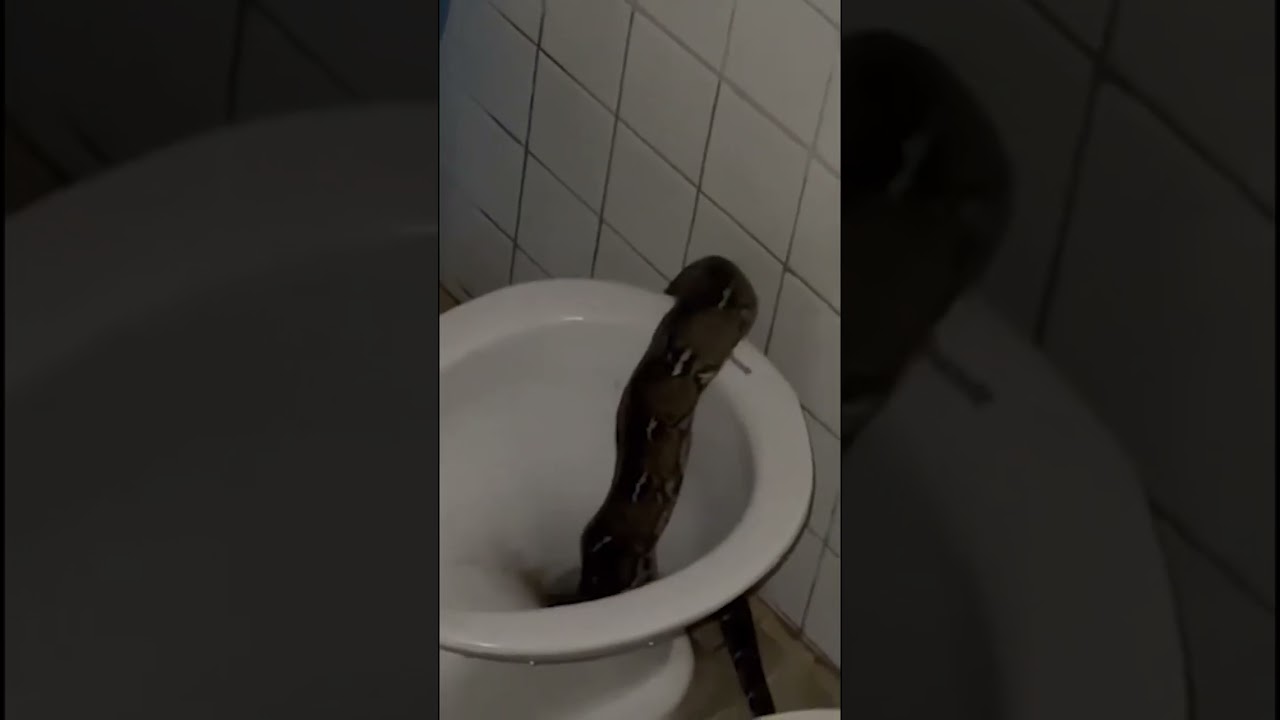 Sawa, nahuli sa CR