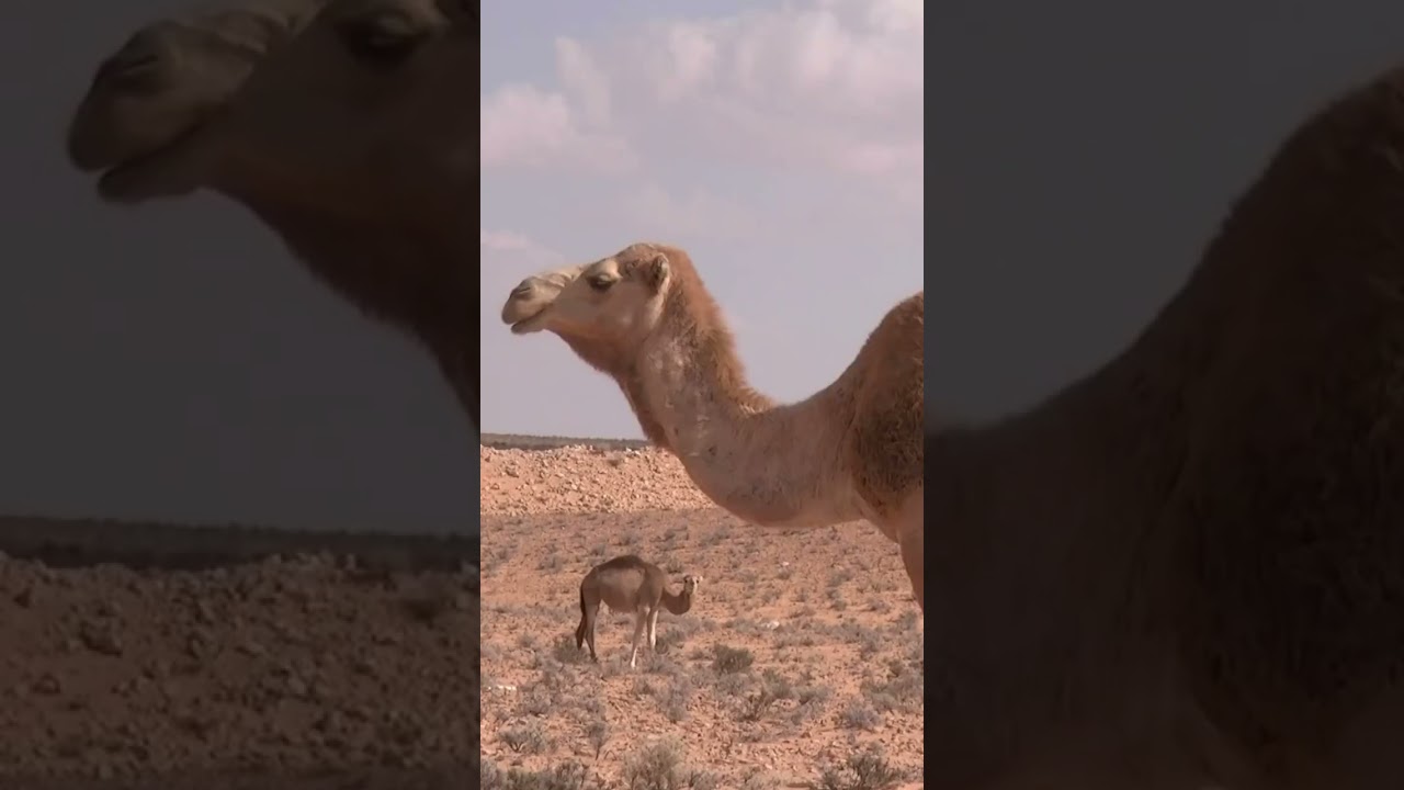 Ultimate Animals Collection in 4K 60FPS ULTRA HD 