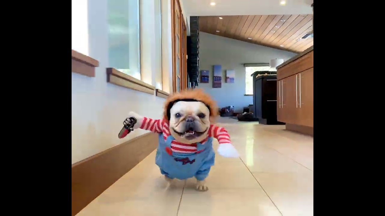 Frenchie Wearing Chucky Costume Running After the Camera YouTube