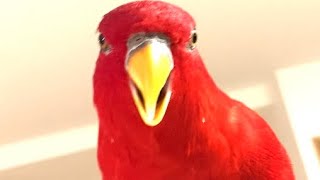 Red birbToday’s wuewuewuewue