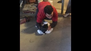 Local Plumbers Rescue Cat | Mr. Rooter Plumbing