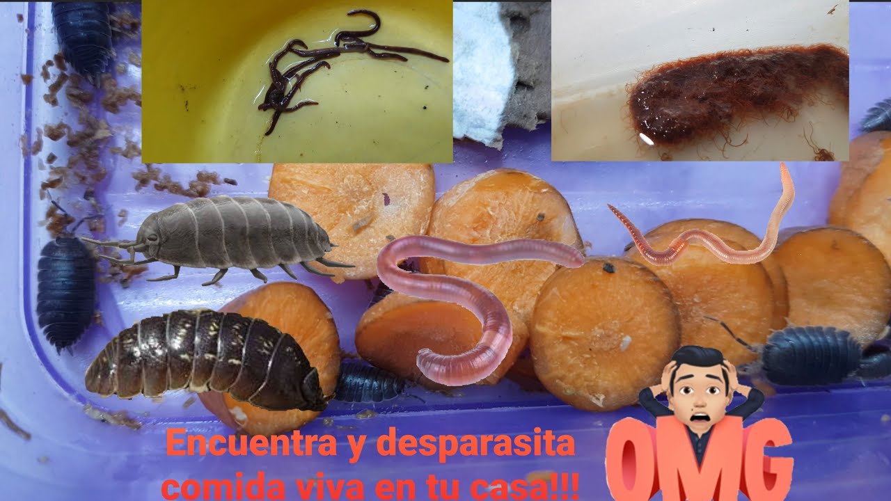 Alimento Vivo Para Peces