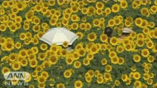 ひまわり86万本が見ごろ　日照時間日本一アピール（11/08/13）