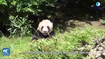 GLOBALink | Inside vibrant world of returned giant pandas