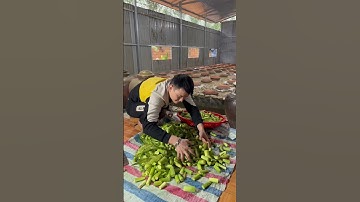 Hạ Thổ Chum Rượu Ngô Non - Ngô Bao Tử #xuhuong #viral #youtubeshort #youtubeshorts #reels #rượu