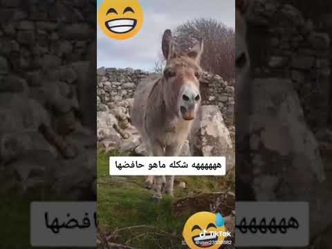 مساء الابتسامه