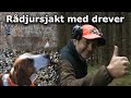 Rådjursjakt med drever (roedeer hunting with hunting dog)