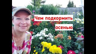 Чем подкормить в сентябре! Чем подкормить цветы, подкормки для плодовых, чем подкормить розы