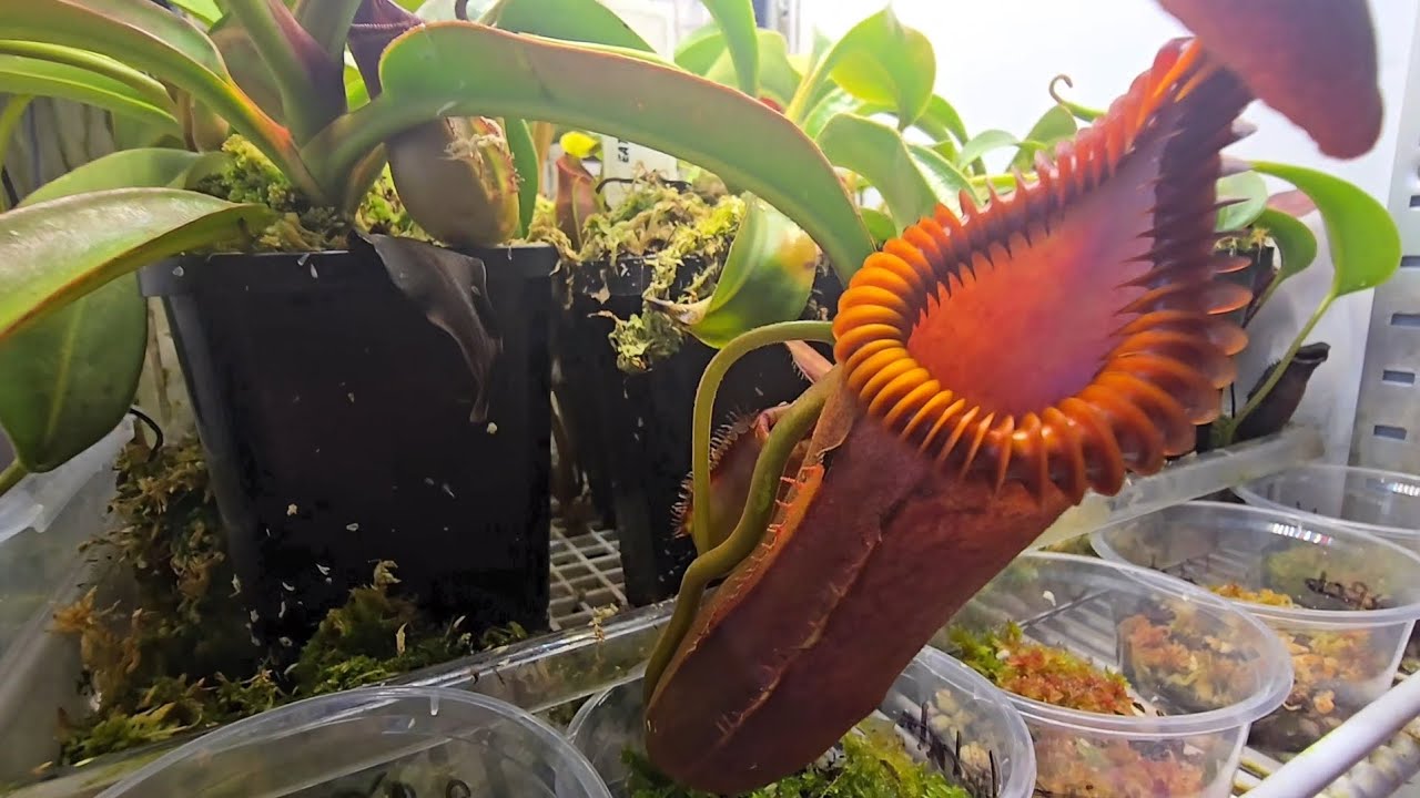 Nepenthes fridge and heliamphora terrarium tour!!!