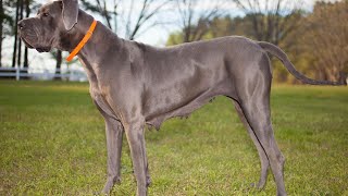 GREAT DANE HIP DYSPLASIA PREVENTION AND MANAGEMENT by Great Dane USA 88 views 4 weeks ago 4 minutes, 20 seconds