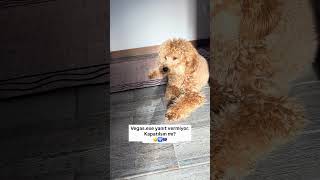 Uykusu Varken Bile Peşinizi Bırakmayanlar El Kaldırsın ✋🏼🤣 Şfet