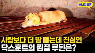 55도 넘는 고온에도 끄떡없는 찜질 마니아 닥스훈트ㅣKBS 생생정보 240110 방송