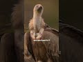 The Nature’s Cleaner Bird 😳 | Vulture Facts" #facts #vulture