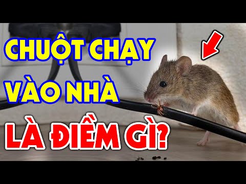 Video: Chuột trên gác mái có vào nhà được không?