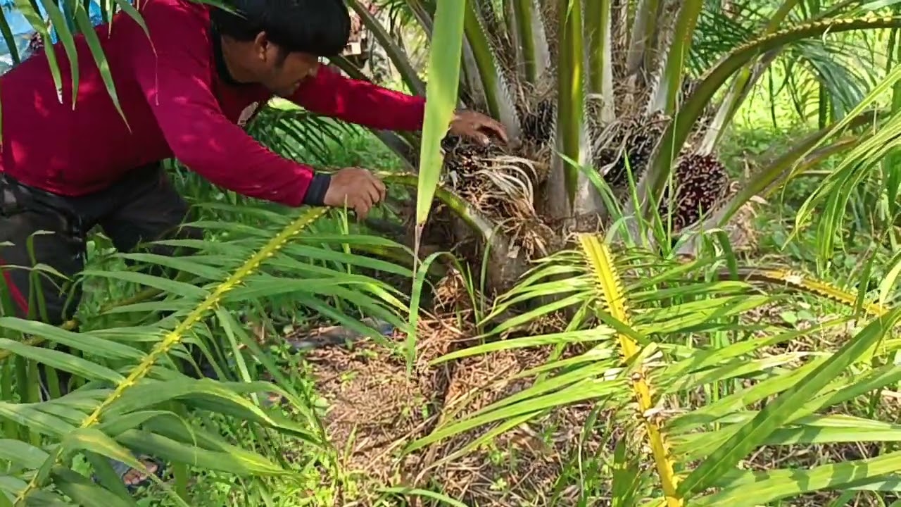 ตัดปาล์มซีหราด เอลิท ราคาดีโลละ 8.20  สกลนคร พันธุ์ปาล์ม  ปาล์มอายุแค่  2ปี 9เดือน