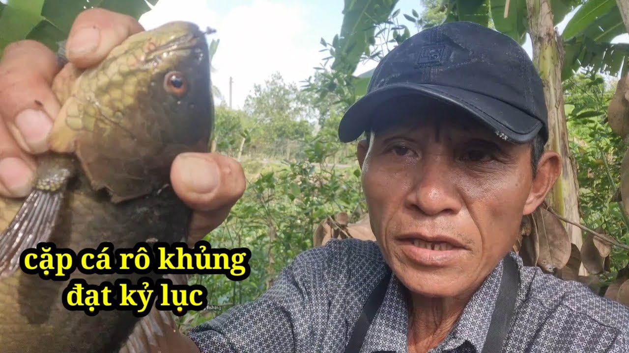 Hôm nay câu trúng cặp cá rô khủng (video 123)@3ruongFishing 