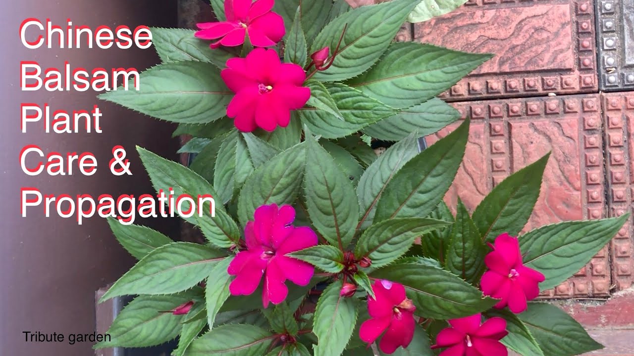 Chinese Balsam Plant Propogation & Care#chinesebalsam #balsam #plants #flowers