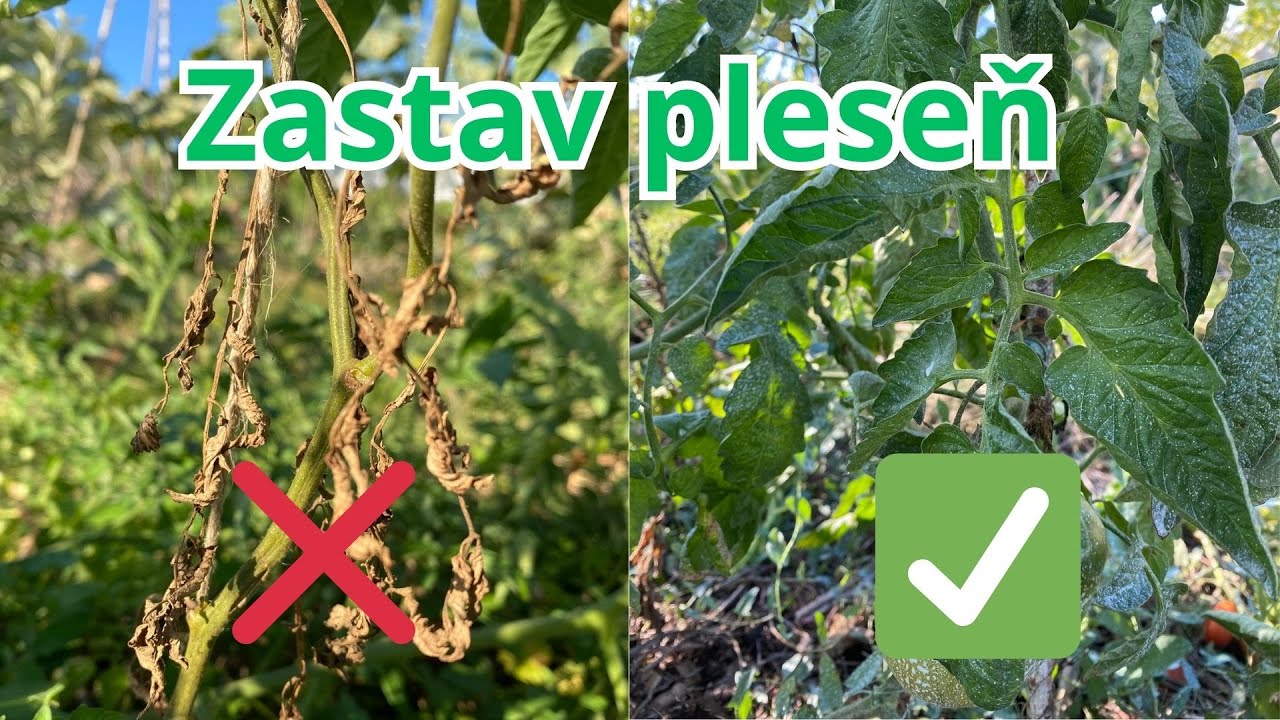 Fytoftóra na rajčinách 🌱 Čo naozaj funguje