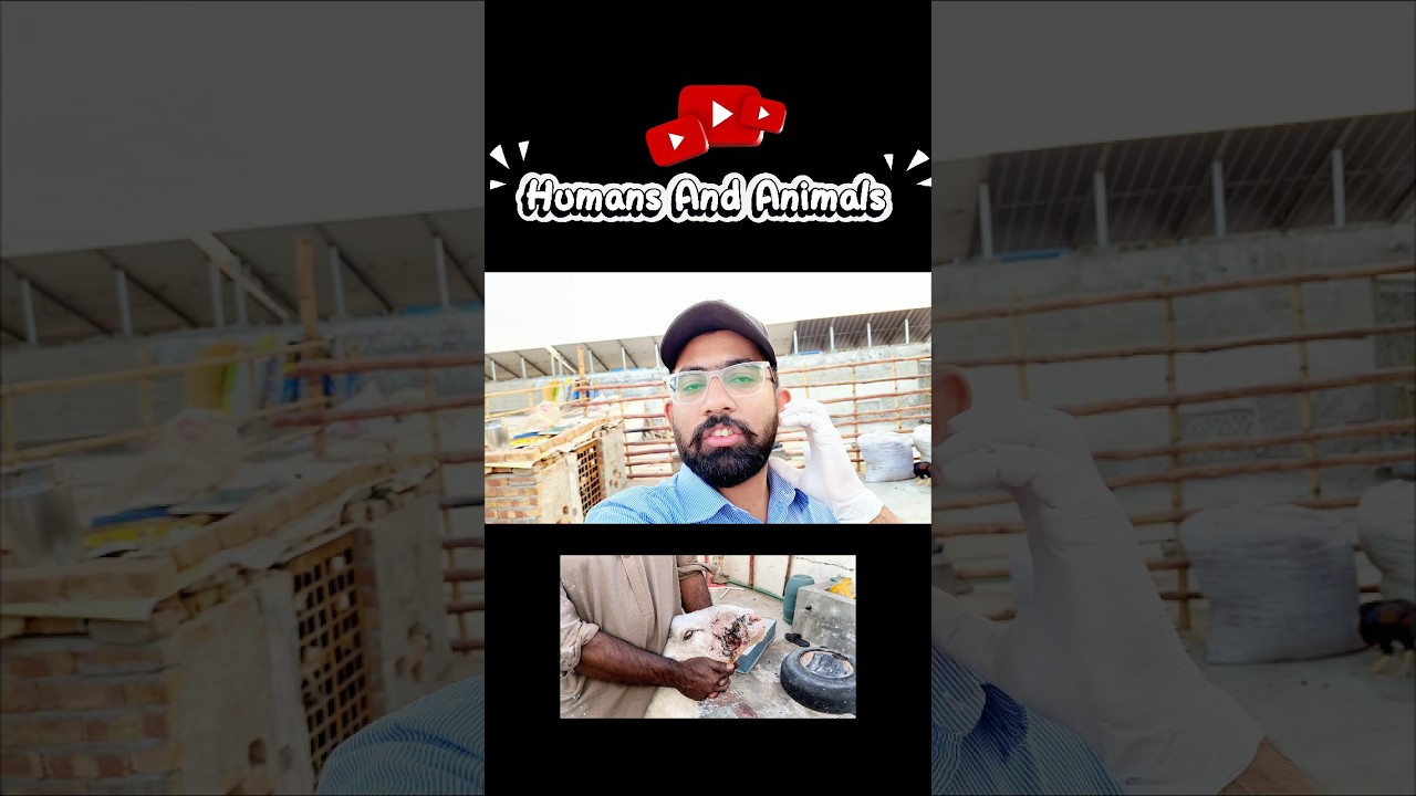 Maggots Treatment In Sheeps 