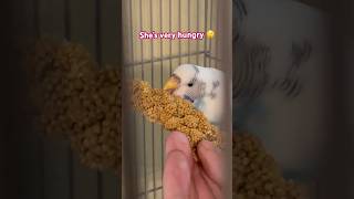 Hungry bird 🧐