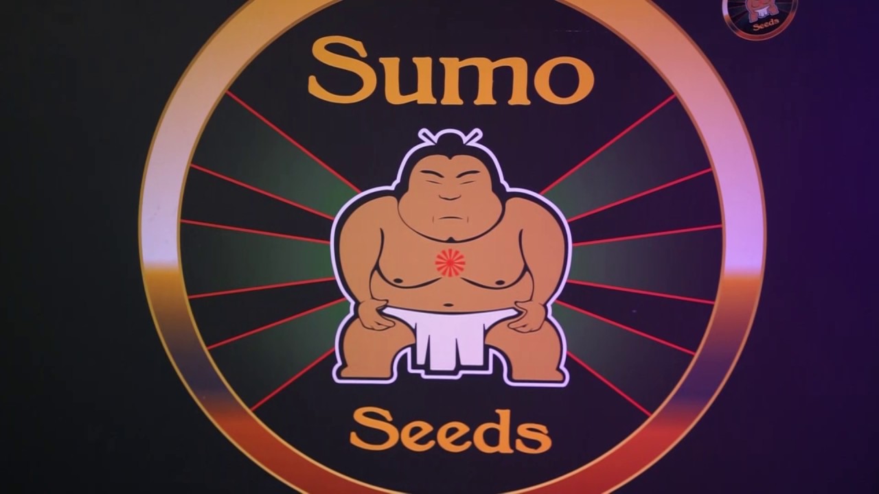 Near Dark auf der Spannabis Expo 2017