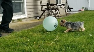 PUPPY'S SPRING TRAINING ⚽ #yorkie #rylie #premier league #soccer