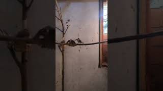 Download Lagu trucukan kawin MP3