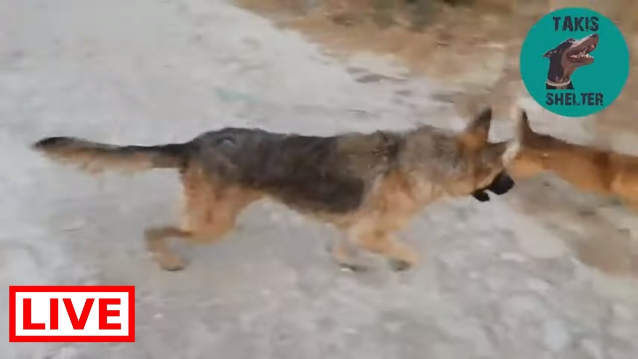 dog saved by dolphin I have never seen Clara play before - Takis Shelter