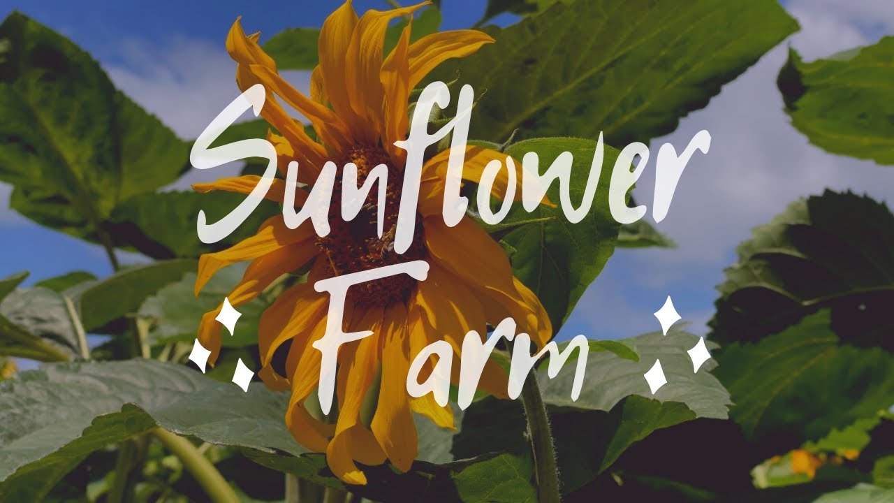 SUNFLOWER FARM I TAUPIRI, NEW ZEALAND YouTube
