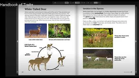 White Tailed Deer:  Handbook of Traits 1
