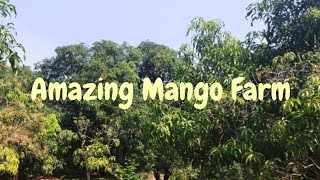 113/73 ----Sold out----Mango farm for sale in Ratnagiri