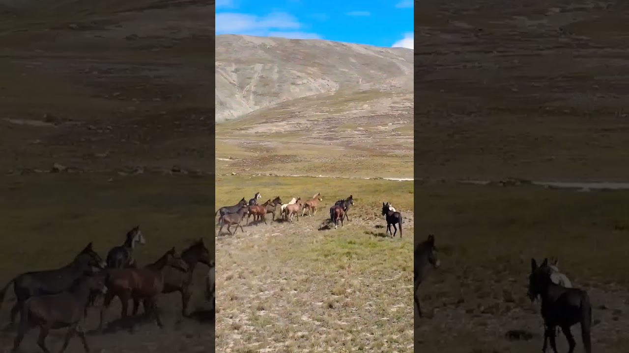 Beautiful Deosai plain 
