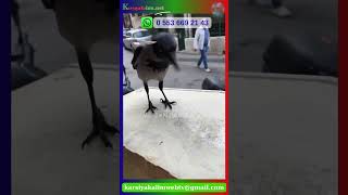 Kurye Kara Çay İkram Etti O Anlar Viral Oldu