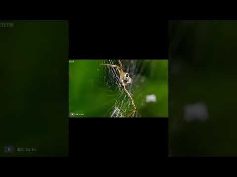 Это Насекомое в 100 Раз Опаснее Паука #shorts