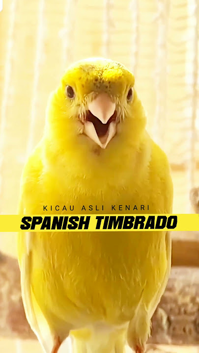 Masteran kenari spanish timbrado Gacor #shorts