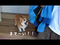 帰省中の長男のストーカーと化すコーギー犬