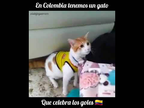 Vídeo: Gato Colombiano Canta Gol Na Copa Do Mundo