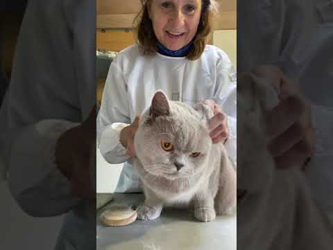 Video: Hoe Britse Katten Karakter Tonen