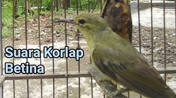 Suara Kolibri Kelapa Betina Memanggil Jantan