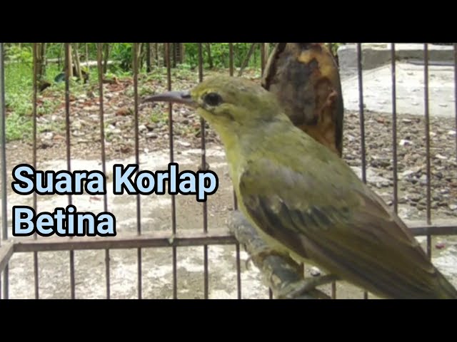 Suara Kolibri Kelapa Betina Memanggil Jantan class=