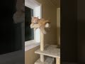 Cozy cats have own room