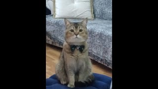 NASILDA SU İÇTİ. MAŞALLAH KUZUMA.@NACİBEY'İN PATLERİ#KOMİK KEDİ VİDEOLARI#SHORTS VİDEO#CAT