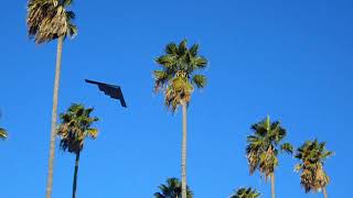 New Year's 2019 Flyover B2 Stealth Bomber approaching the Rose Parade
