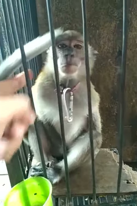Reaksi Monyet terkejut lagi tidur