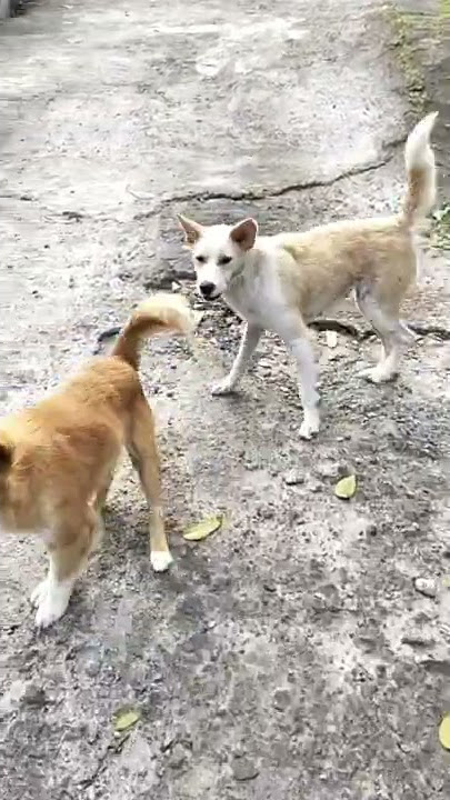 Suara anjing menggonggong|| dog sound.#shorts