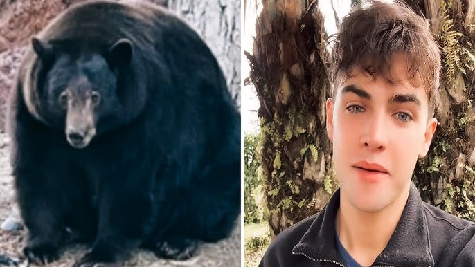 Is TikToker Kyle Thomas Sloth Bear Attack Video True Or Hoax