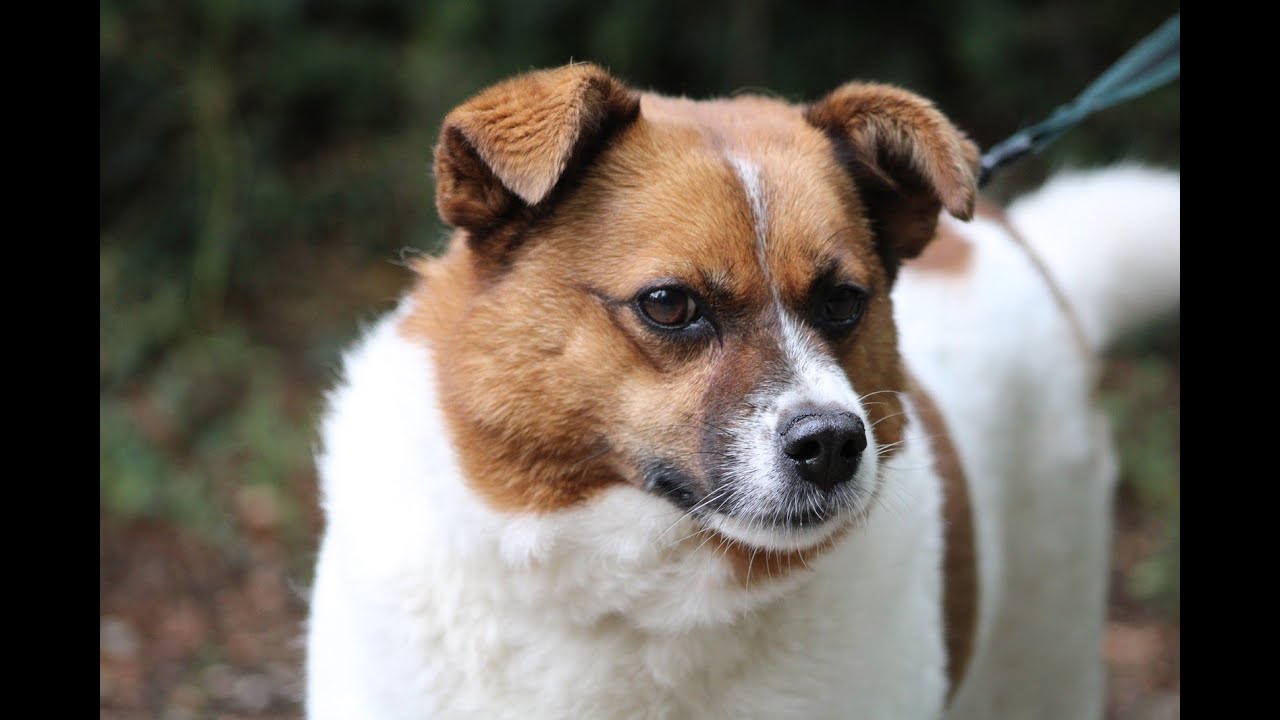 Les Chiens Spa De Belfort