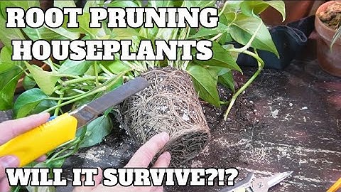 Root pruning houseplants and why it might be good in some cases | Save a dying plant!