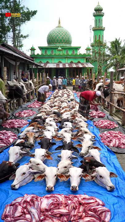 MasyaAllah! Hundreds of Cows & Fresh Meat Piled Up in the Mosque Yard #shorts #cow #cow
